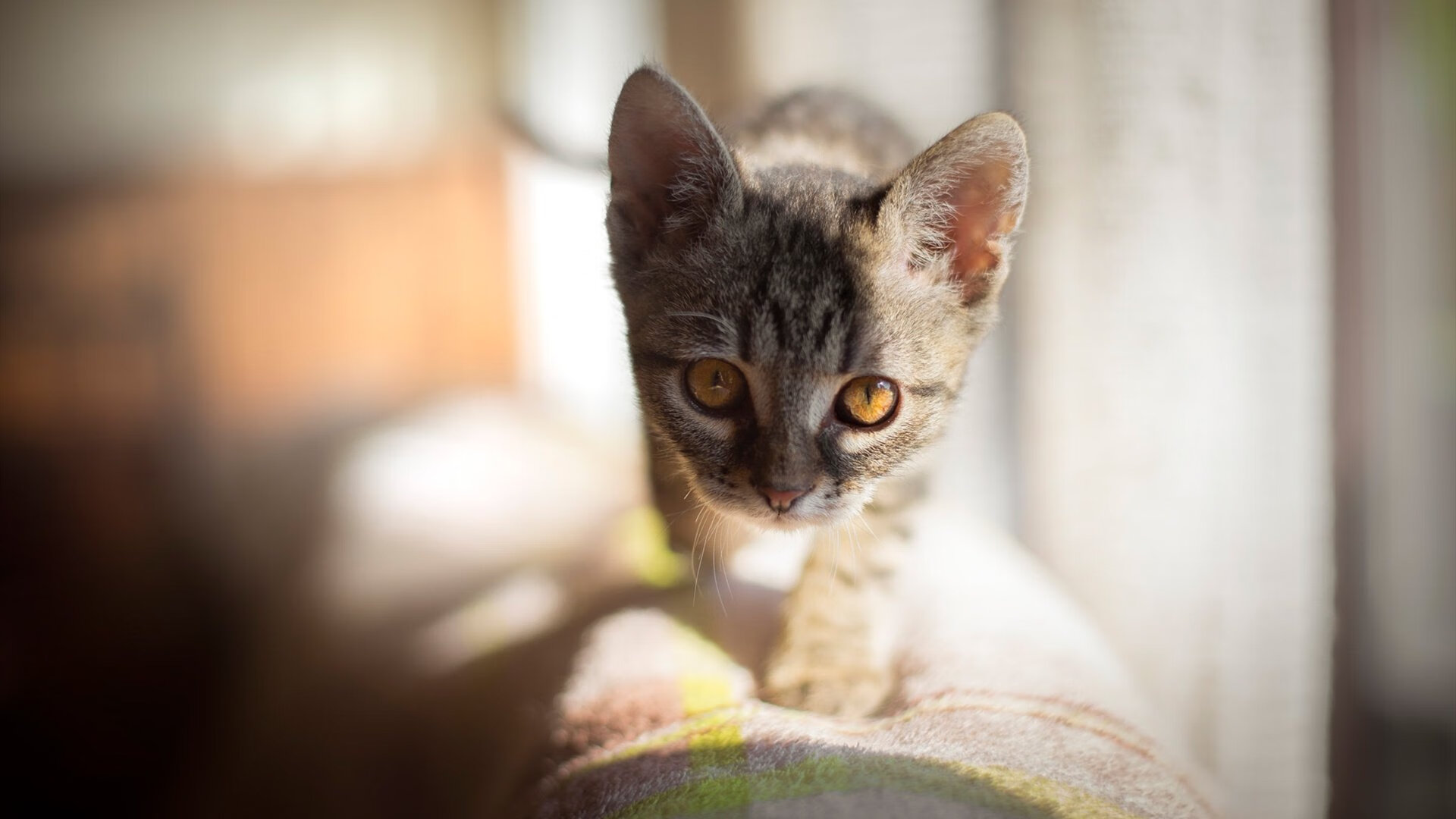 王皓一肩扛起法兰西脊梁，高卢雄鸡碾压三狮军团