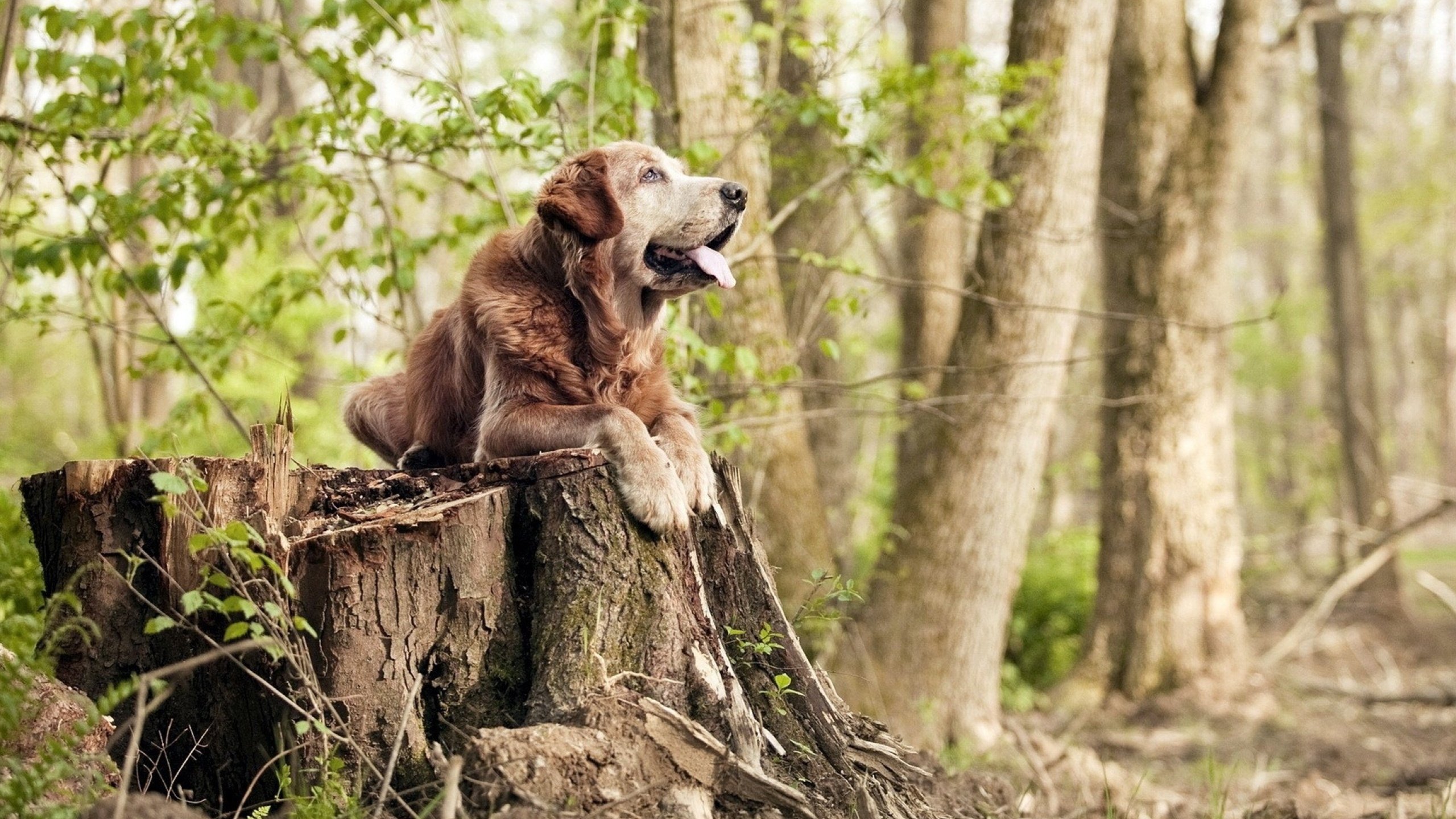 终点线前的毫米之争,勒克莱尔高光难掩迈凯伦与威廉姆斯的极限缠斗