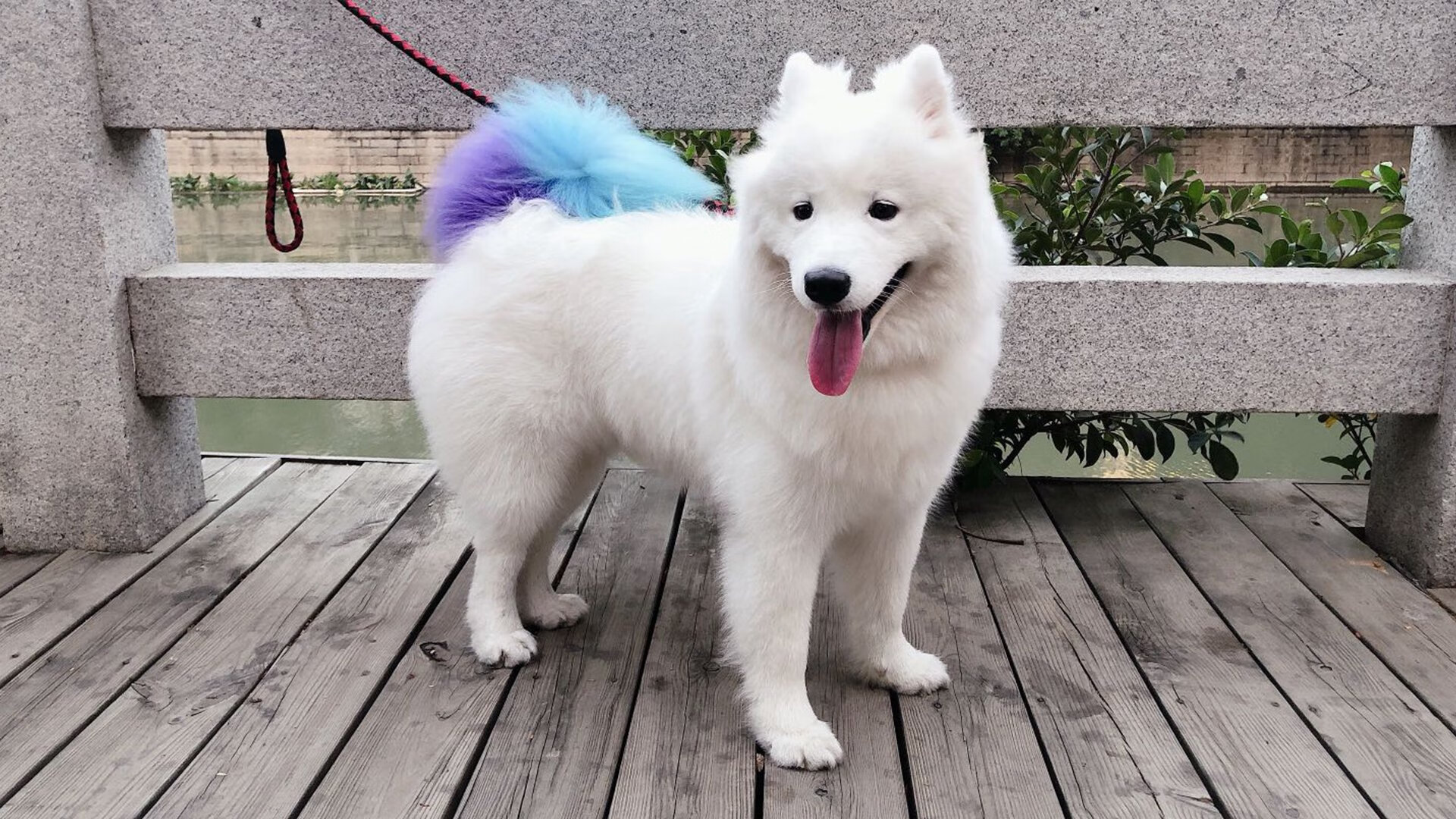 蒙扎的回响，当红色军团驶入新纪元，孤勇者擎起另一片天空