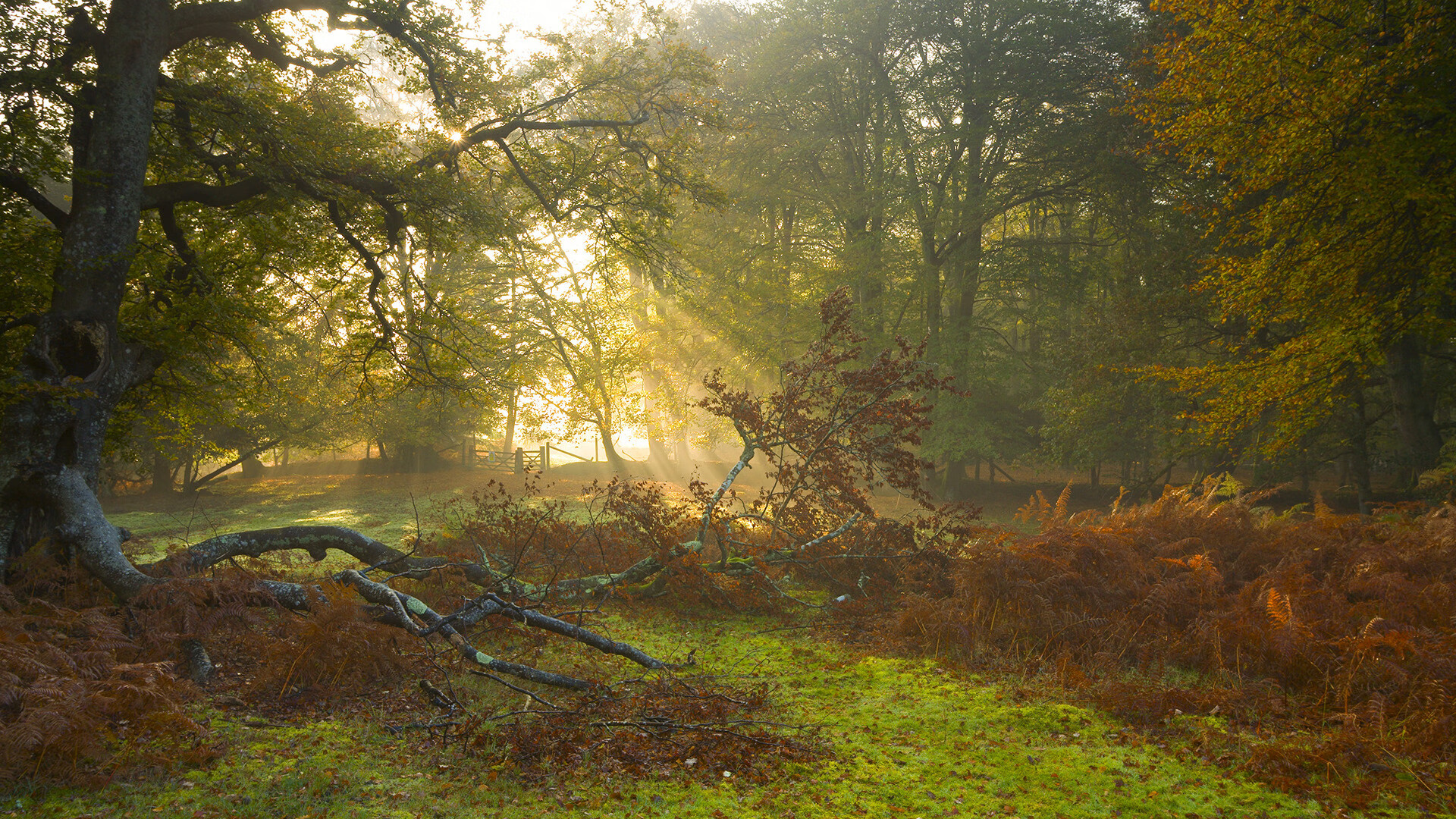 王牌绝杀，阿斯顿马丁史诗逆转哈斯，拉塞尔一骑绝尘刷新历史纪录