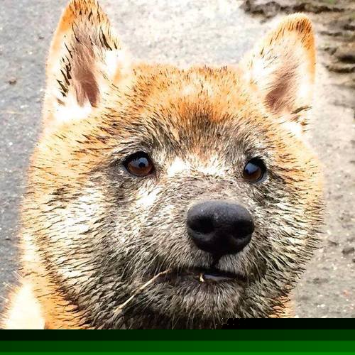 历史性突破，从拉沃尔杯的逆转烽火到ATP总决赛的加冕之路—梅德韦杰夫的火热周期