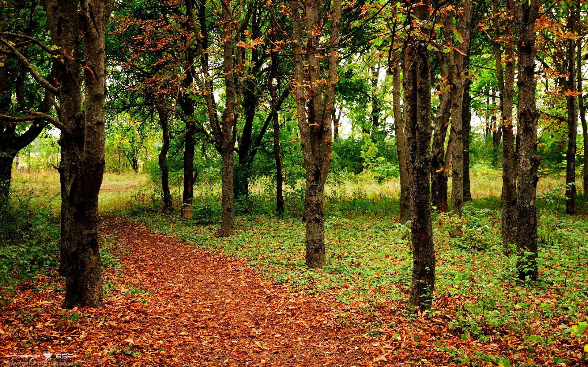 德国利刃VS印度神羽，当精密战车遇见孤独的舞者