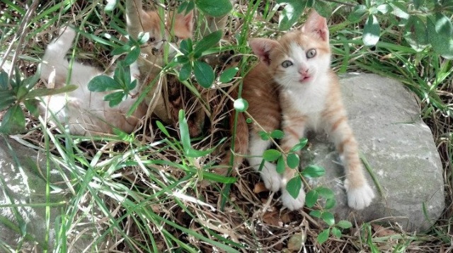 草地终局对决,辛纳穿越时空的绝杀,温网与澳网的荣耀天平在此倾斜