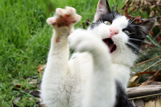 双面战场，一次破晓，辛纳跨越大满贯壁垒的蜕变之路