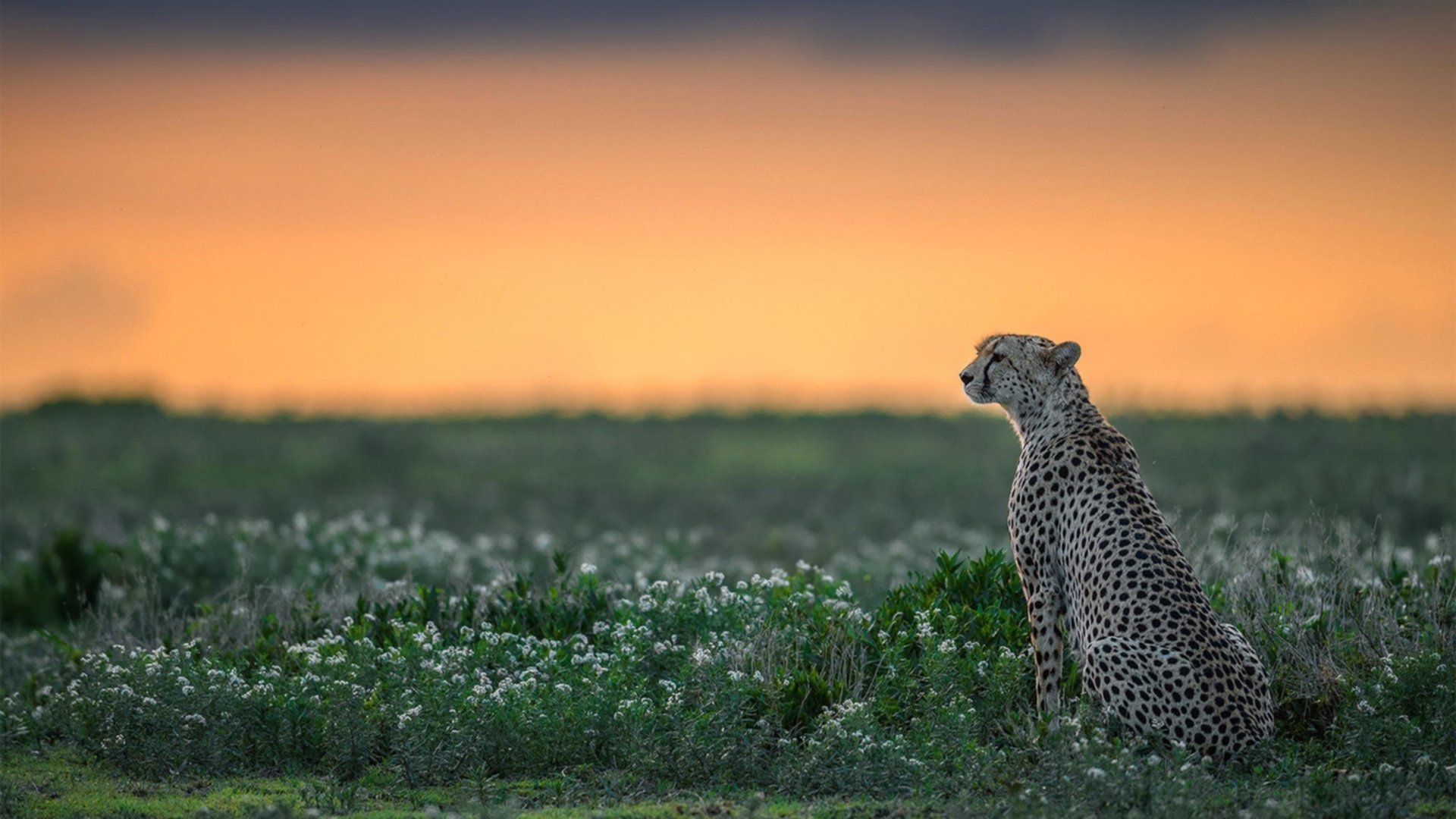 极速与坚盾,当F1引擎轰鸣遇见南美足球风暴