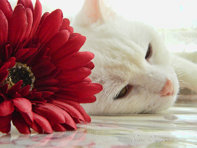 时空折叠之战，吉林虎王鏖战紫金王朝，小贾伦绝境接管