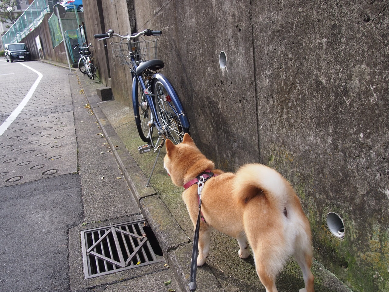 铁幕防守与孤胆英雄，英格拉姆如何凭一己之力改写国王碾压浙江队的剧本？