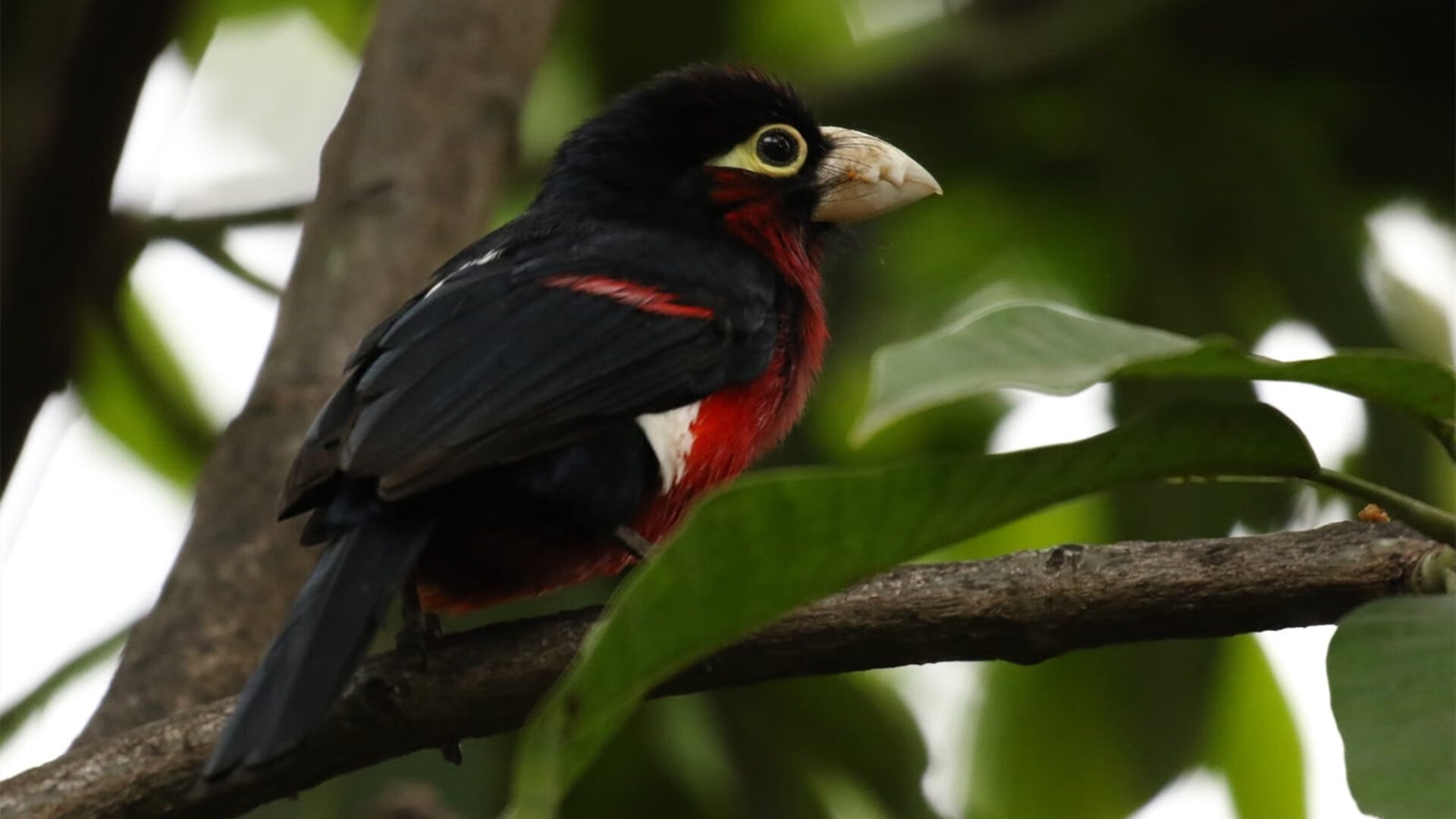 数据迷局，苏亚雷斯写下南美传奇，土耳其篮球队演算马里奇袭