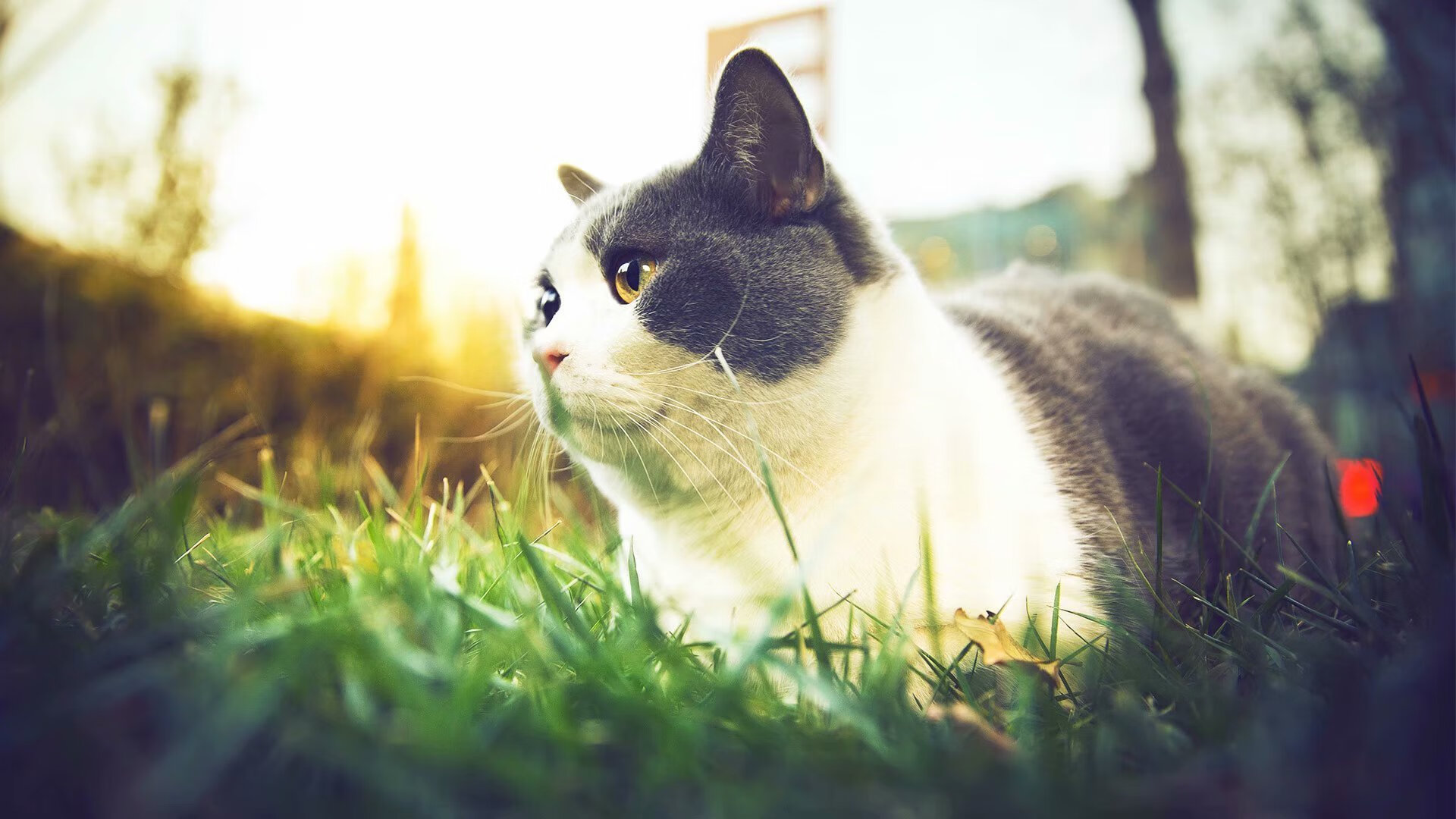 布伦森如利刃破竹，山西队似洪流决堤，一场定义现代篮球的压制性胜利