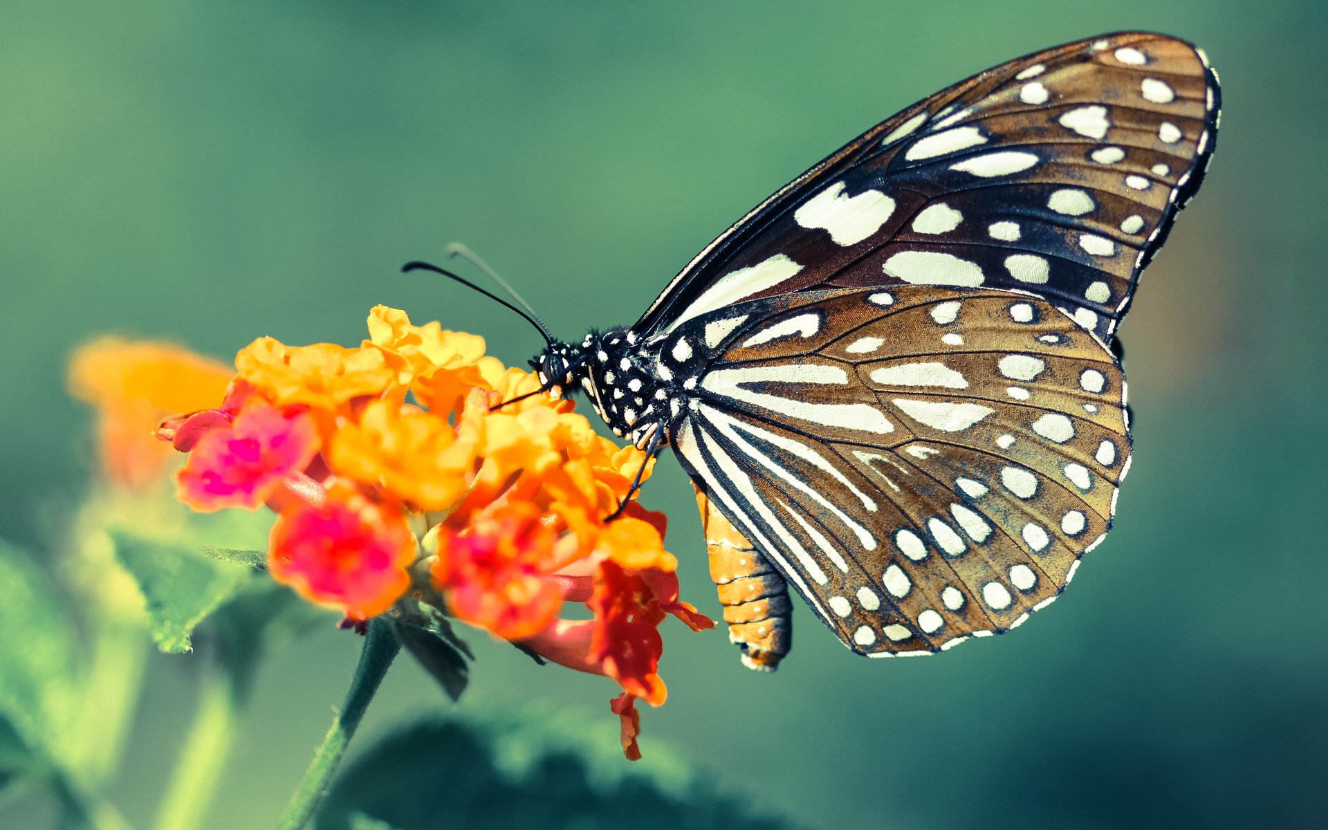 绝境重生，恩佐单节导演逆转，牙买加用15分钟击碎哥伦比亚神话