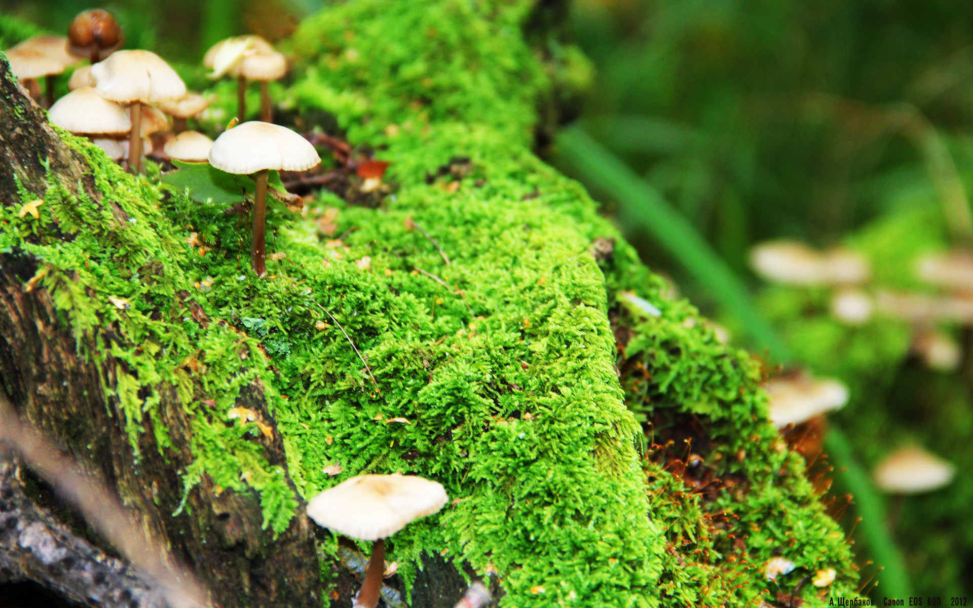 当NBA冠军基因碰撞CBA王朝，班凯罗如何导演掘金式胜利击溃辽宁队