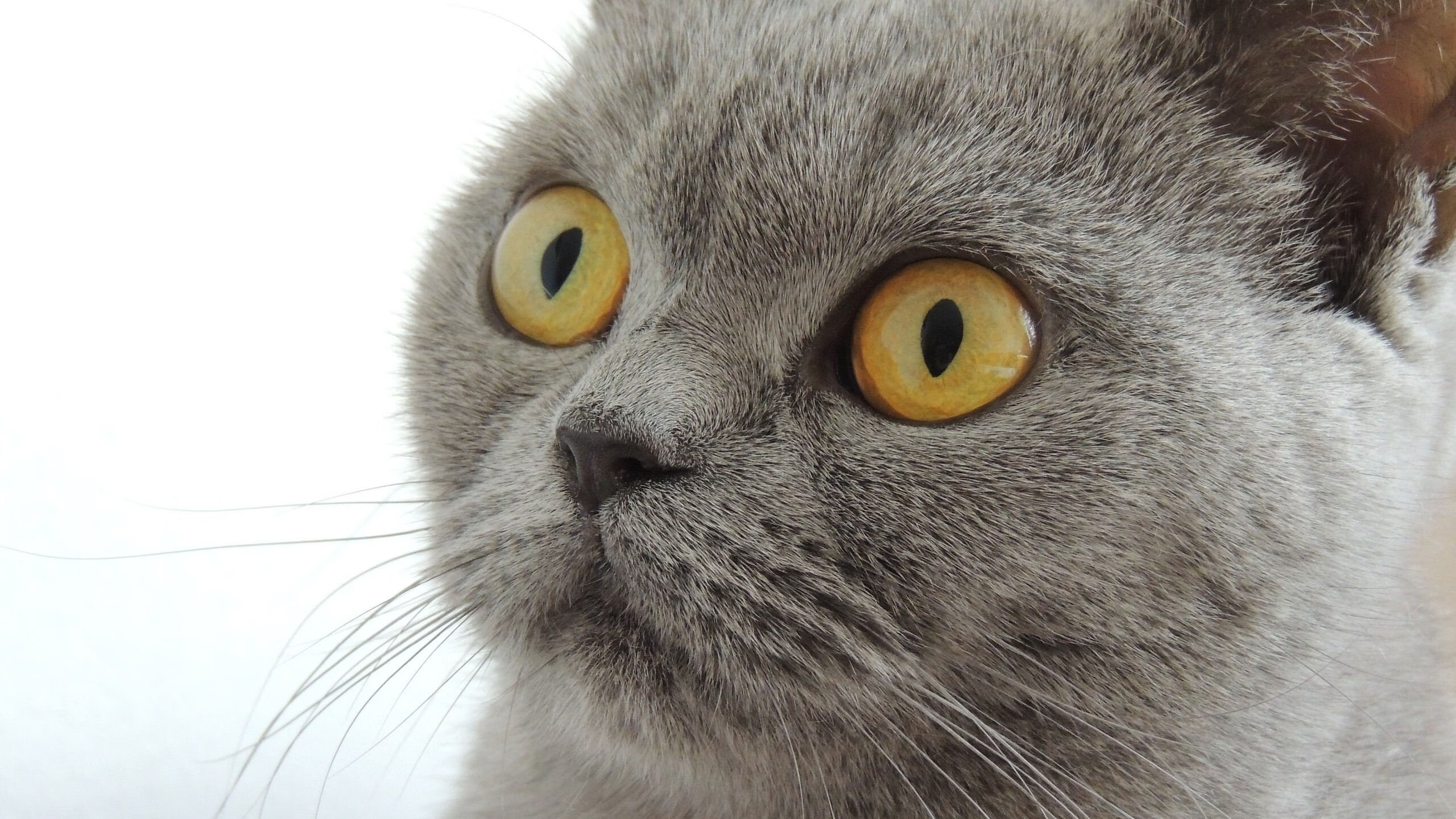 量子纠缠，当米切尔在平行时空接管西决G7