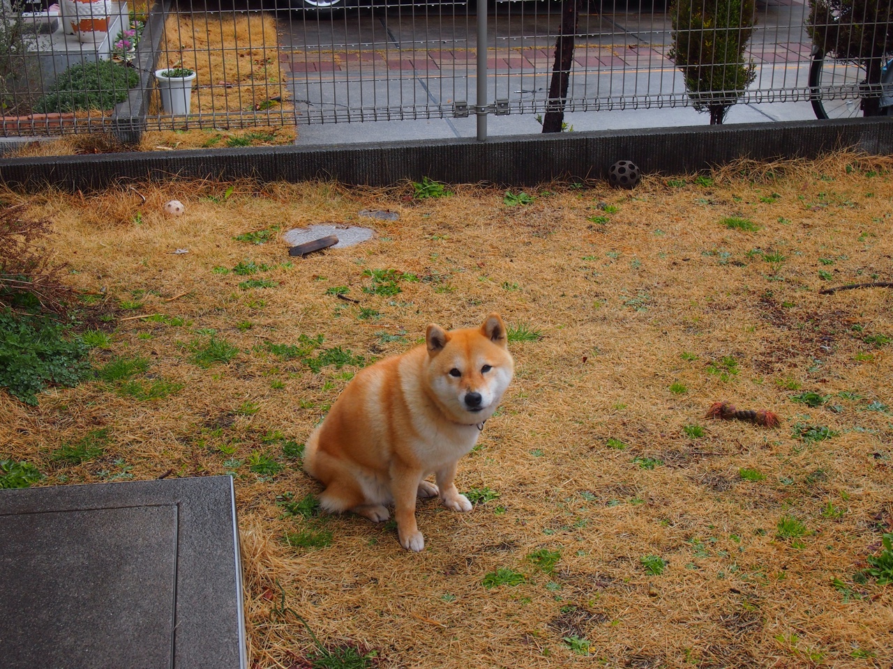 阿尔及利亚全面压制哥斯达黎加，赖斯关键先生定乾坤