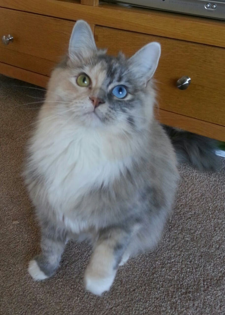 跨越太平洋的篮球之课，福克斯的教科书表现引领76人击败吉林队