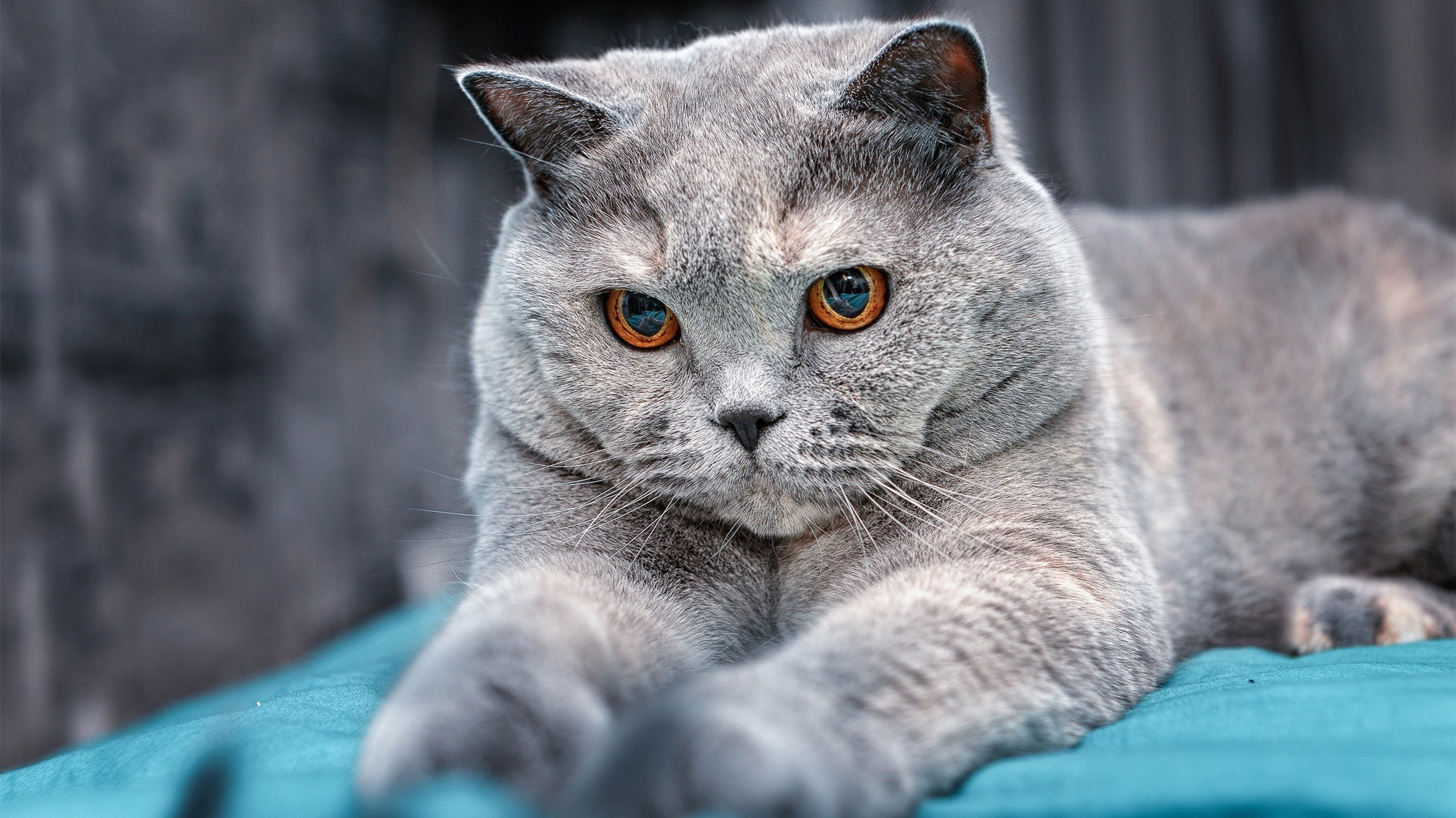 奥亚尔萨瓦尔两射一传造逆转，AC米兰稳扎稳打擒下乌拉圭帮