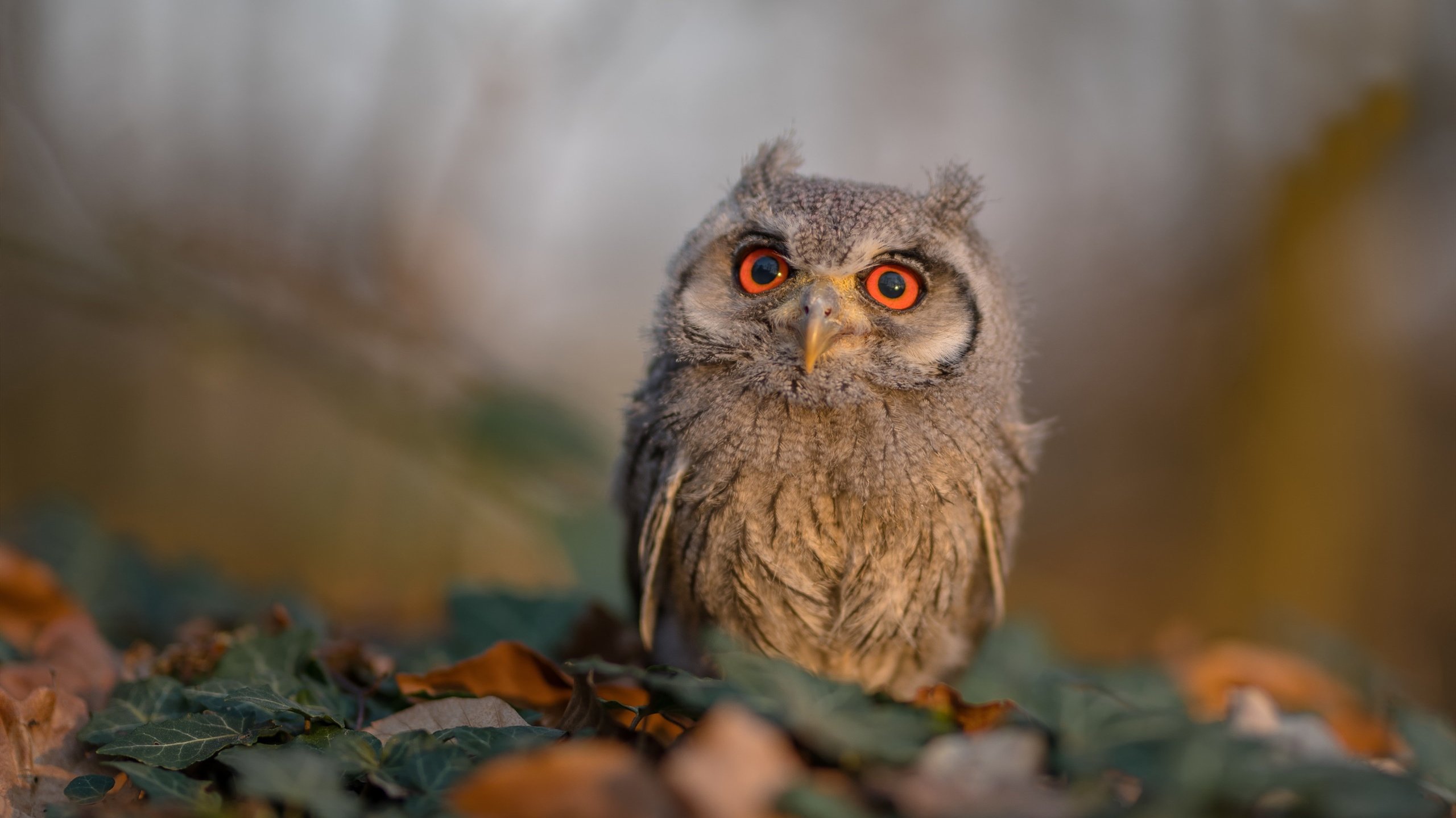 绝对中心与无形枷锁，戈贝尔如何以防守脉络导演雷霆逆袭